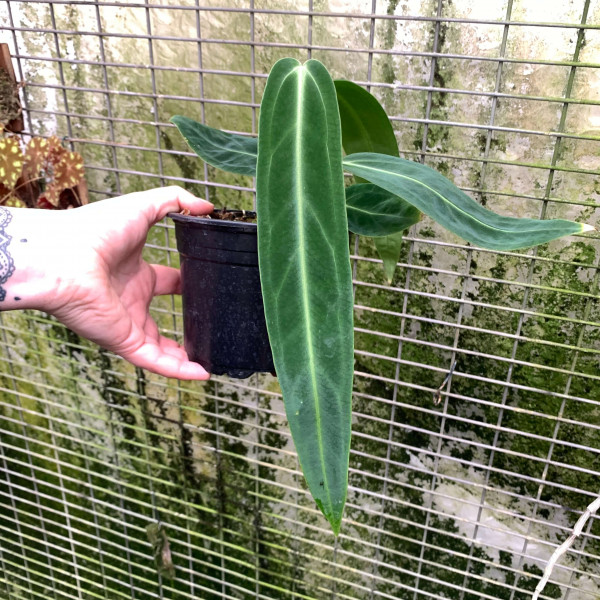 Anthurium warocqueanum - small