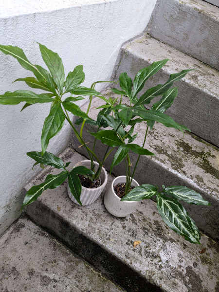 Syngonium Little Star