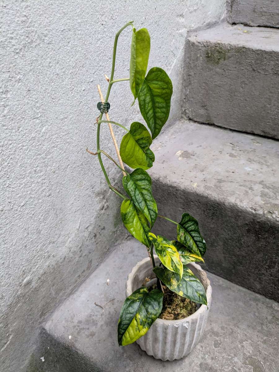 MONST-SILTEPECANA-VARIEGATA-