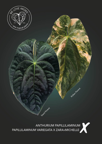 Anthurium papillilaminum x (papillilaminum variegata x ZaraxMichelle)
