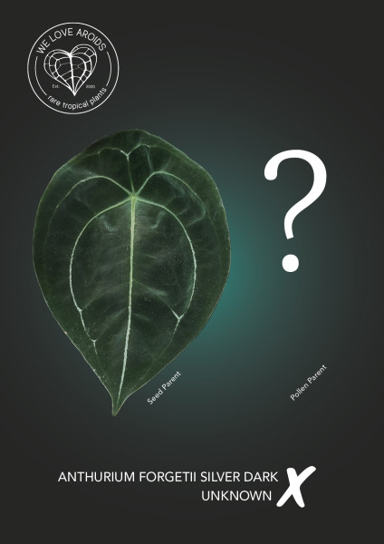 Anthurium forgetii silver dark x unknown