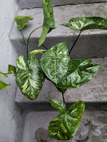 Syngonium Panda Galaxy