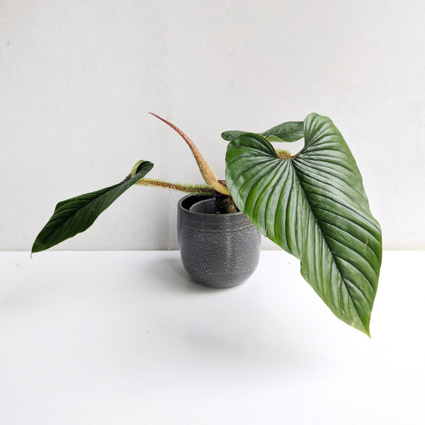 Philodendron serpens XL - A
