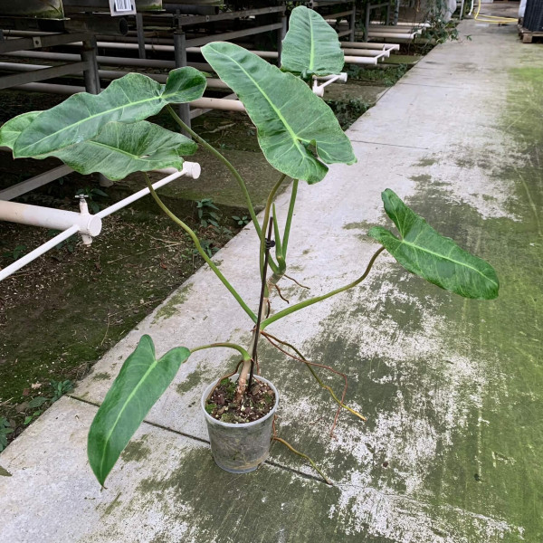 Philodendron Paraiso Verde XL - A