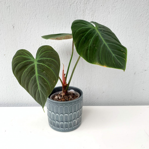 Philodendron el choco red