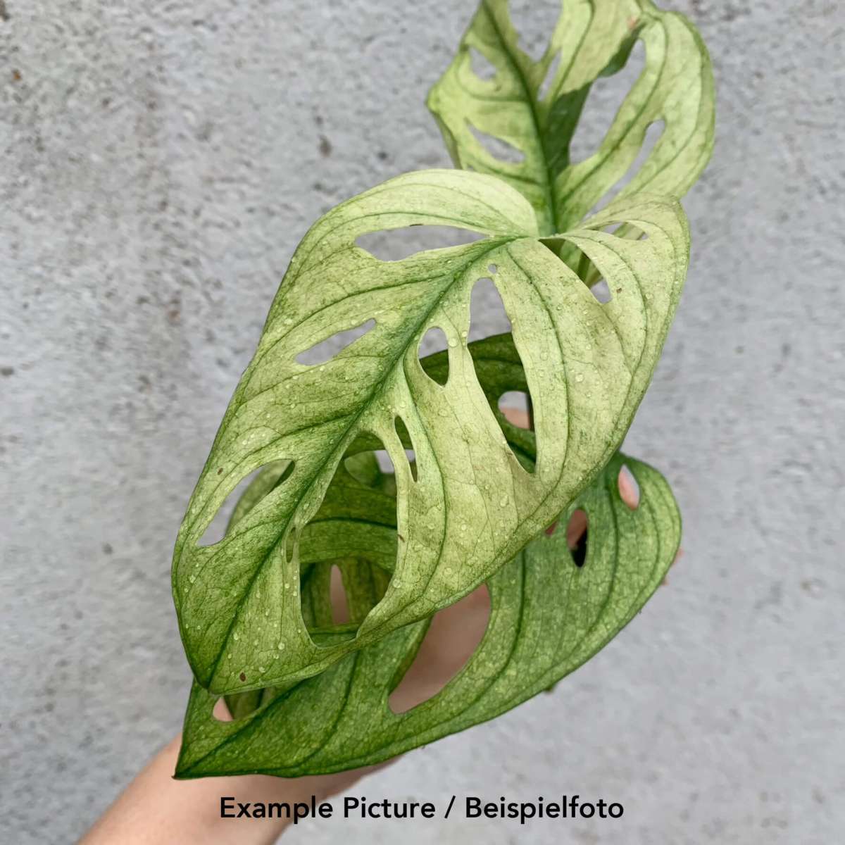 Monstera adansonii „swedish ghost“ variegata stem cutting Cuttings Plants We Love Aroids