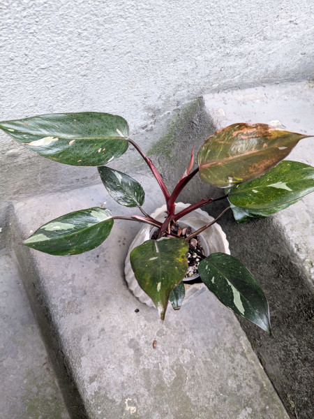 Philodendron Red Anderson variegata - A