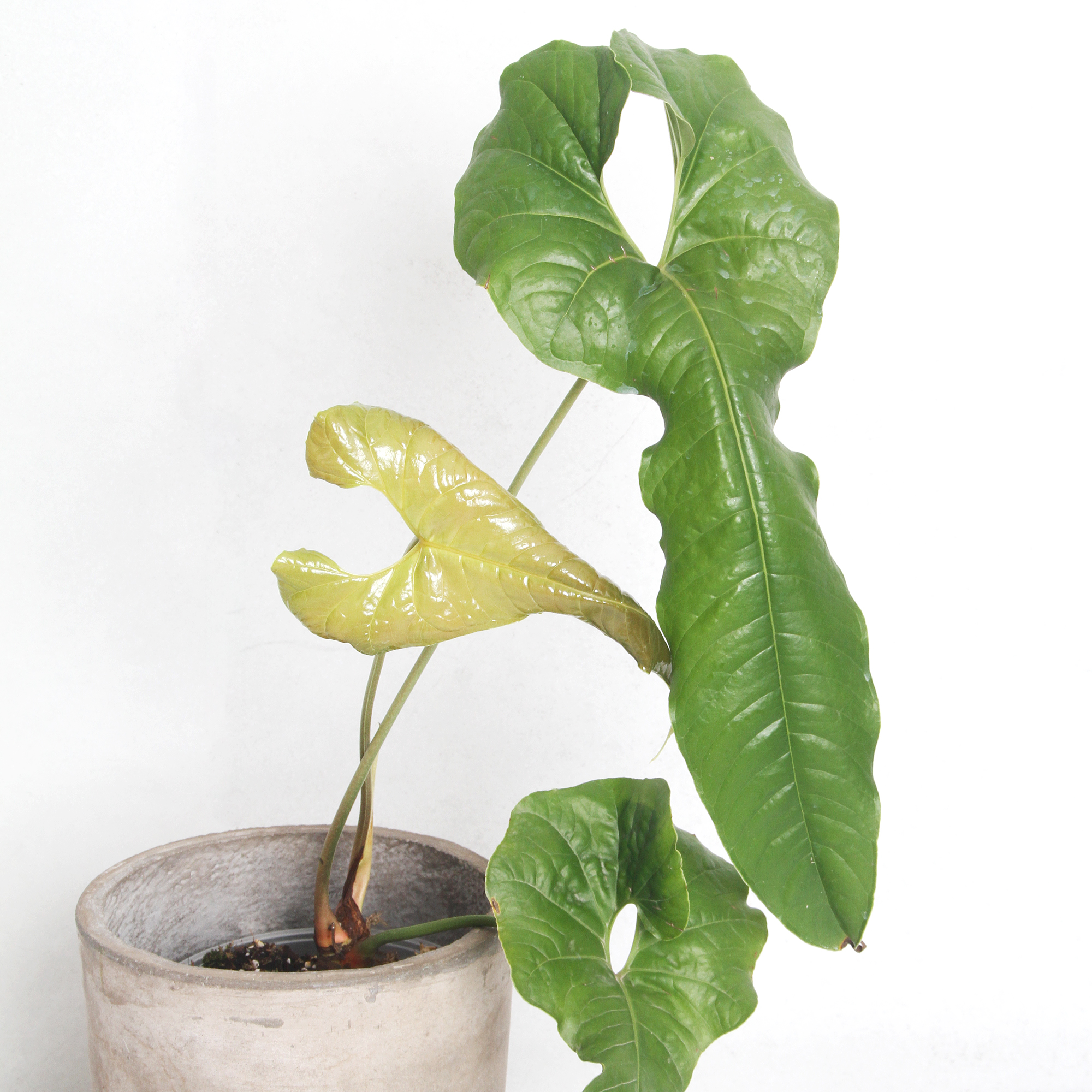 Anthurium Ivanportillae | Anthurium | Plants | We Love Aroids