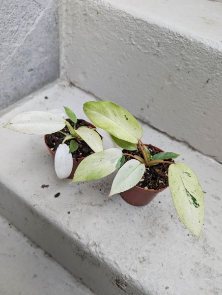 Philodendron Whipple Way - Babyplant