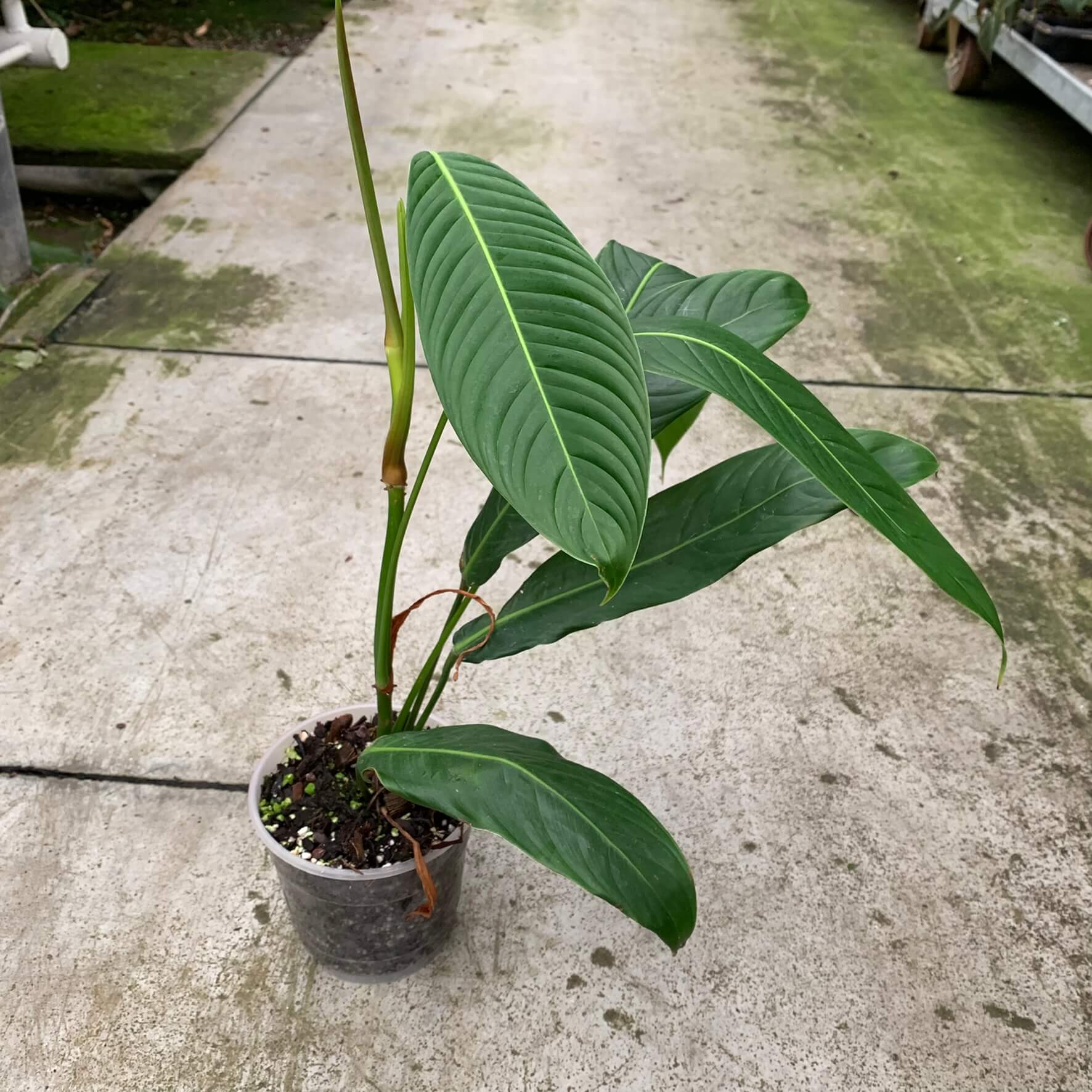 Philodendron heterocraspedon　フィロデンドロン Philodendron heterocraspedon: Long, ribbed, scalloped leaves
