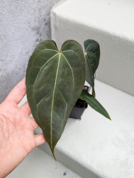Anthurium Black Sweet self x Red Spider - selected plant G