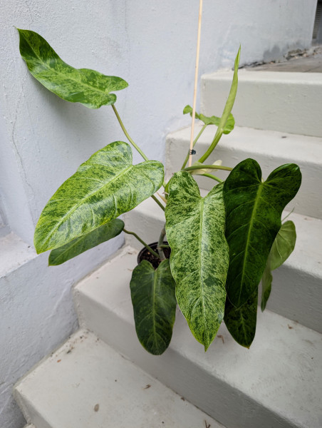 Philodendron Whipple Way mint - XXL