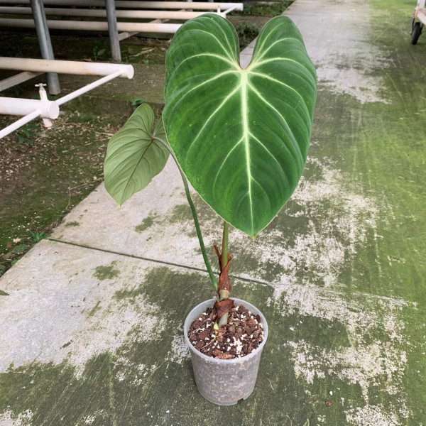 Philodendron gloriosum - A