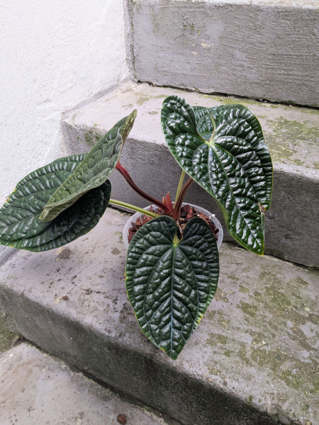 Anthurium luxurians - B