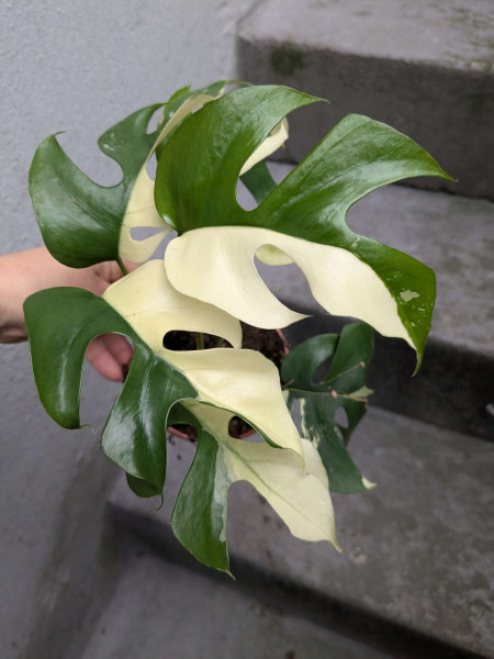 Rhaphidophora tetrasperma variegata 'half moon' - A