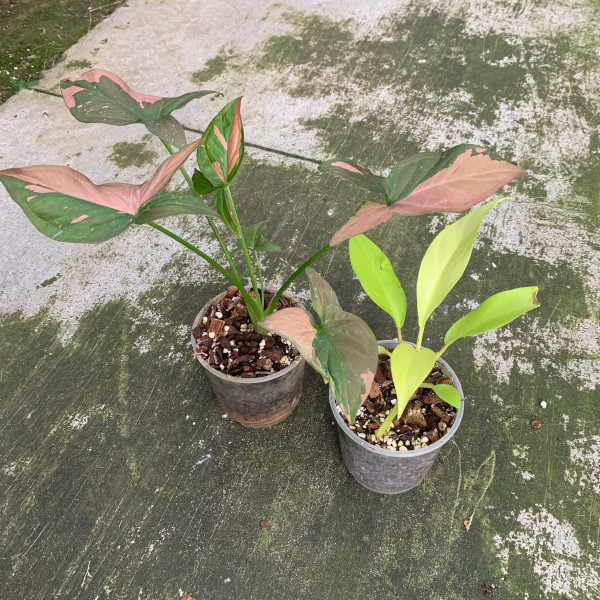*Deal* Syngonium Red Splash + Philodendron Thai Sunrise