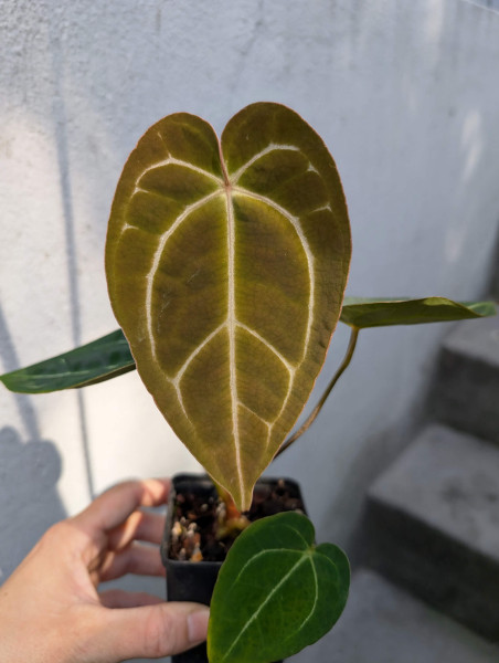 Anthurium (Red crystallinum NSE x KoS) x (papi x Goliath/Darkest Panama) - selected Seedling B