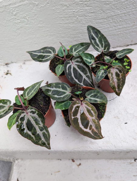 Anthurium Red Crystallinum variegata - small