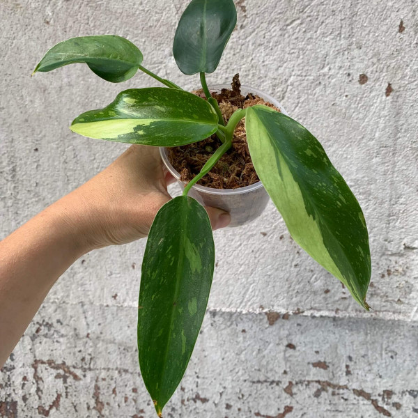 Philodendron Jose Buono small - B1