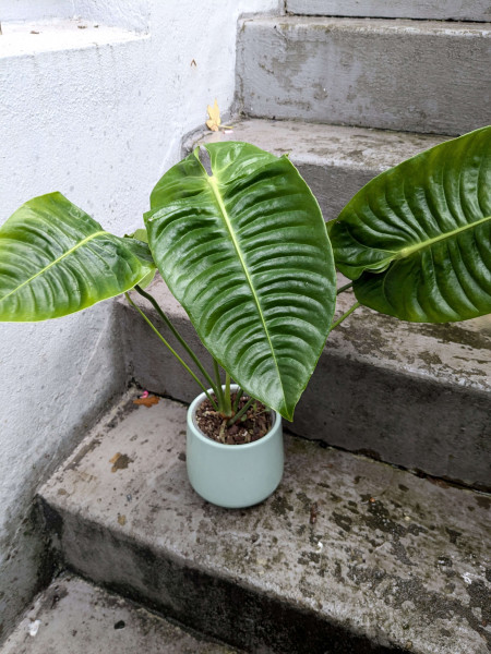 Anthurium veitchii narrow - B
