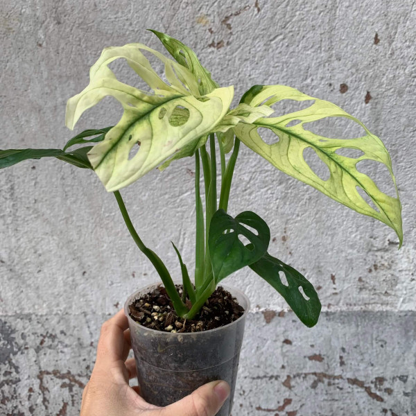 Monstera adansonii „swedish ghost“ E1 variegated Plants Plants We Love Aroids