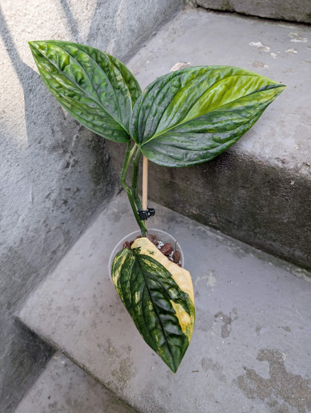 Monstera karstenianum peru variegata