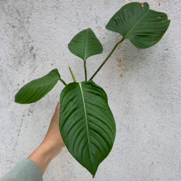 Philodendron genevieveanum small - A