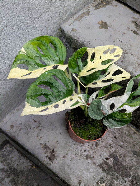 Monstera adansonii variegata - I
