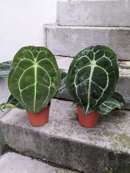 Anthurium forgetii x nigrolaminum gigi