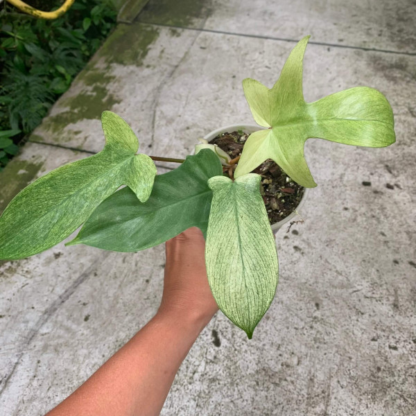 Philodendron Florida Ghost – small