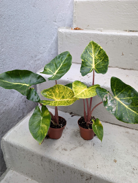 Alocasia New Guinea Gold
