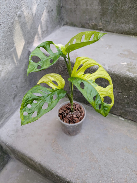 Monstera adansonii aurea variegata - B