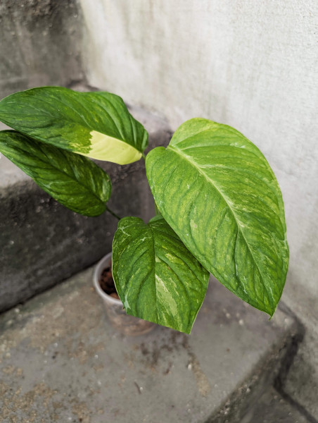 Monstera muyuna / mayuna variegata