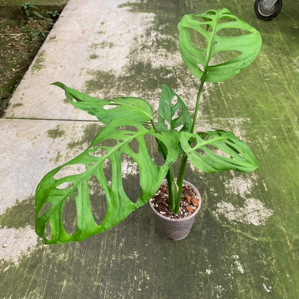 Monstera esqueleto