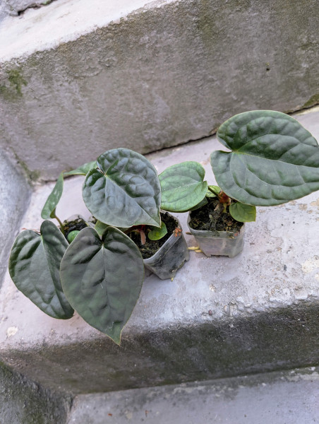 Anthurium forgetii silver x luxurians