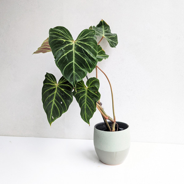 Philodendron verrucosum rojo – large