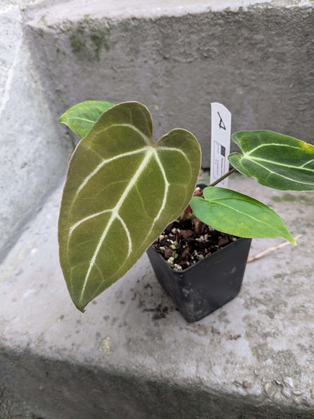 Anthurium (Red crystallinum NSE x KoS) x (papi x Goliath/Darkest Panama) - selected Seedling A