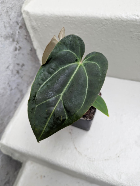 Anthurium Black Sweet self x Red Spider - selected plant J