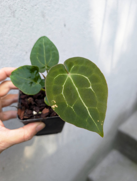 Anthurium Michelle x forgetii or papillilaminum X1 - selected Seedling D