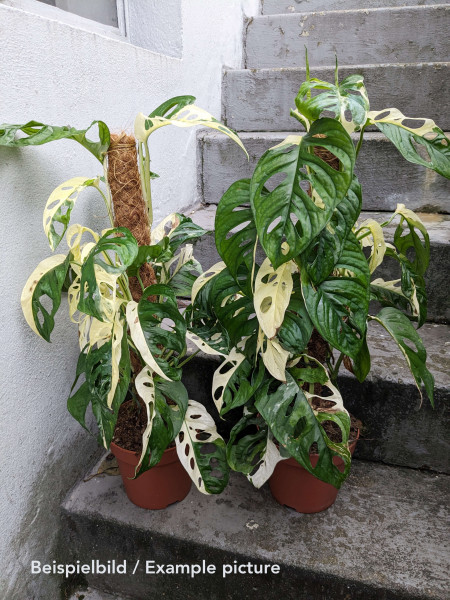 Monstera adansonii variegata (on mossplole)