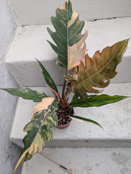 Philodendron Caramel Marble - E
