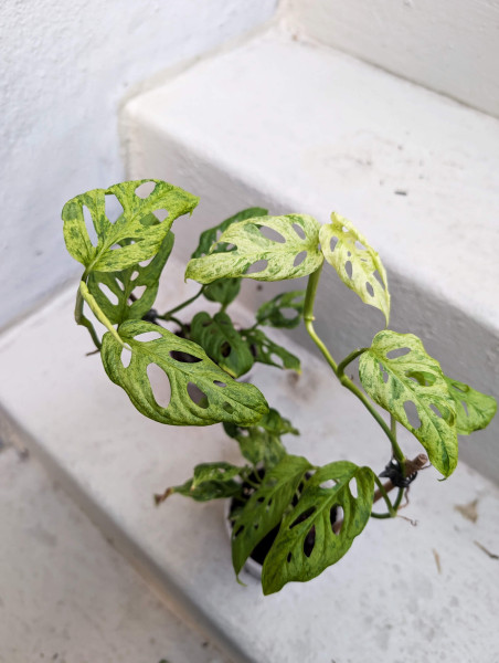 Monstera Frozen Freckles Mutation