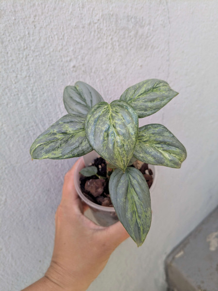 Philodendron sodiroi variegata - A