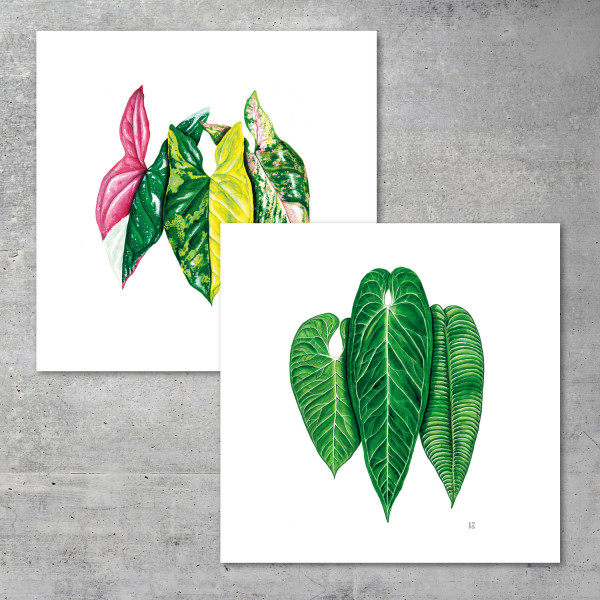 Pack of 2 – 40x40 - 2 Prints of your choice - We love Aroids x JB Botanical Arts