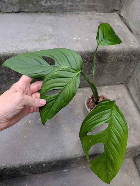 Monstera sp nueva loja - B