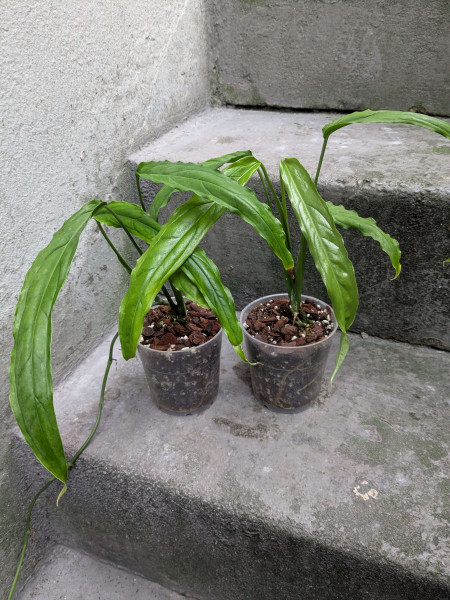 Monstera obliqua tiwintza narrow