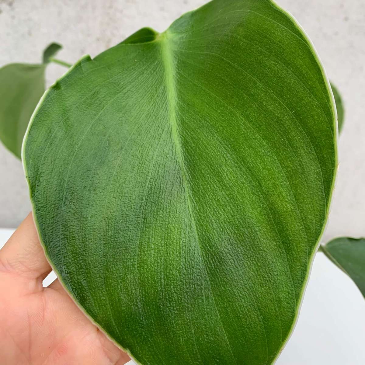 Philo Rugosum Philodendron rugosum | Philodendron | Plants | We Love Aroids