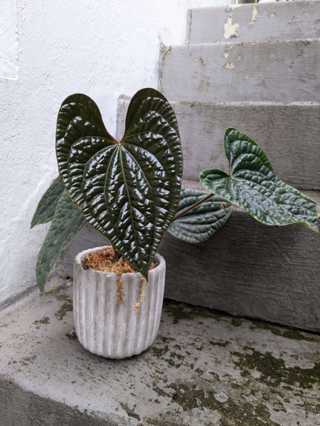 Anthurium luxurians dark