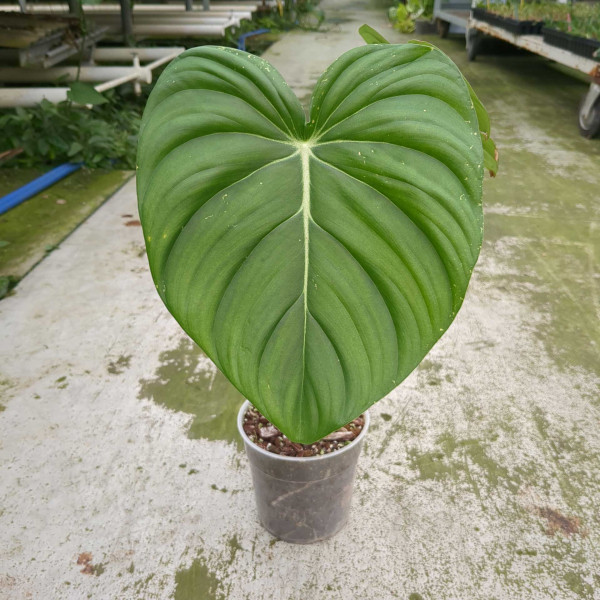 Philodendron MC Dowell