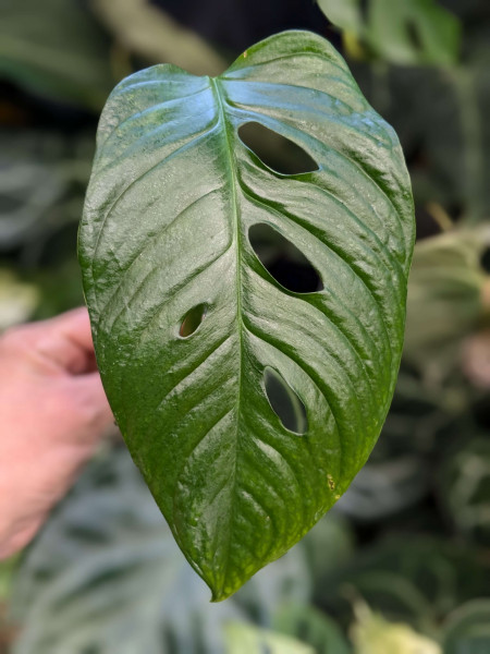 Monstera sp muyuna - Stem cutting